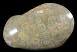 Free-Standing Polished Fossil Coral (Actinocyathus) Display #69361-1